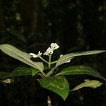 Psychotria canalensis Hàbitat
