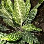 Aglaonema commutatum Leaf