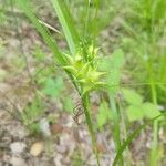 Carex intumescens 果実