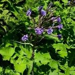 Lactuca alpina Flower