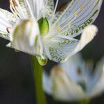 Parnassia grandifolia Flor