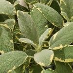 Salvia officinalis Yeri