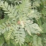 Indigofera arrecta Leaf