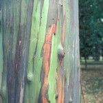 Eucalyptus deglupta Bark