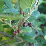 Rhamnus alpina Fruit