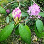 Rhododendron catawbiense ഇല