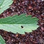 Potentilla nepalensis Hoja