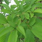 Handroanthus chrysanthus 叶