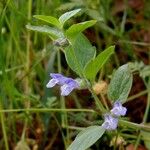 Scutellaria tuberosa Hábito