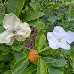 Brunfelsia americanaBlodyn