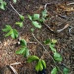 Parrotia subaequalis Hoja