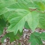 Viburnum acerifolium Blatt