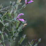 Hygrophila costata Хабит