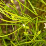 Moehringia muscosa Blatt