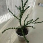 Crassula muscosa Листок