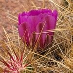 Echinocereus engelmannii Blüte