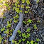 Salix serpillifolia Elinympäristö