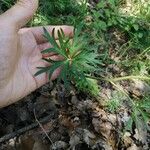 Delphinium fissum Deilen