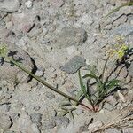 Lomatium stebbinsii Pokrój