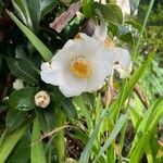 Camellia sasanqua ফুল