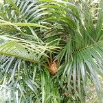 Cycas circinalis Leaf