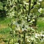 Veratrum album Flor