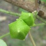 Chloropetalum denticulatum Leht