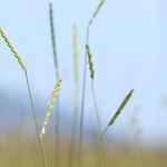 Urochloa dictyoneura Blüte