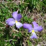 Viola calcarata Flor