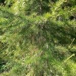 Larix occidentalis List