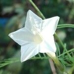 Ipomoea quamoclit Fiore