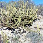 Bergerocactus emoryi Bark