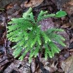 Lycopodium dendroideum Habitus