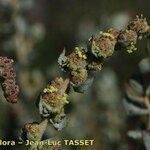 Atriplex glauca Anders