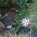 Dianthus sternbergii Flower