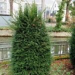 Taxus baccata برگ