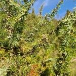 Juniperus communis Плод