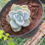 Echeveria laui ഇല