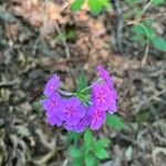 Phlox carolina Flower