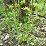 Senecio vernalis Habitus
