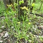 Senecio vernalis Hábito