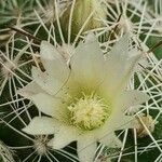 Mammillaria vetulaBlomst