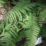 Polystichum luctuosum Folha