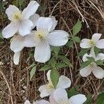 Clematis montana Flors