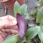 Tradescantia cerinthoides Feuille