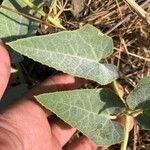 Cucurbita foetidissima Blad