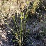 Cyperus prolifer Habit