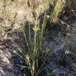 Cyperus prolifer Tervik taim