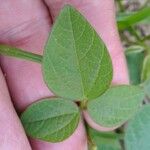 Rhynchosia minima Leaf