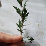 Artemisia vulgarisYaprak